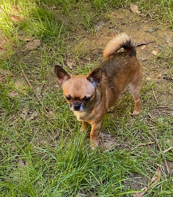 Étalon Chihuahua - Papaye du manoir de la corbie