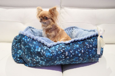 Étalon Chihuahua - Astra vitus Pechen'ka