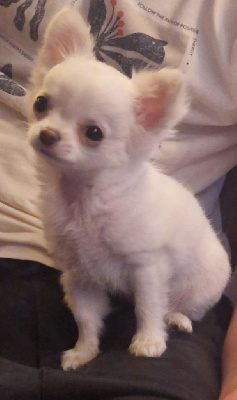 Étalon Chihuahua - Ange Des Légendes De Sardelis