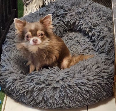 Étalon Chihuahua - Tip-top de la grande equinoxe