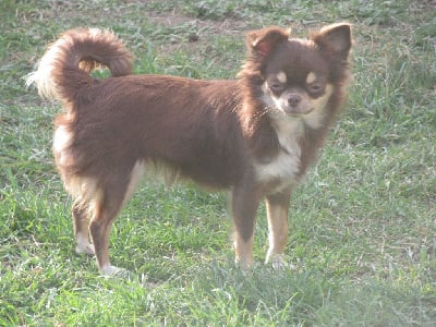 Étalon Chihuahua - Ozzia del oro Des Iris Du Parc Royal