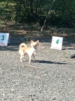 Étalon Chihuahua - Valtat du royaume de Casabelle