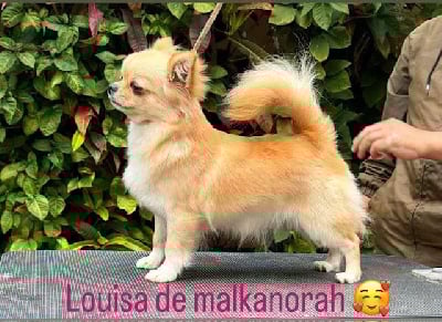 Étalon Chihuahua - Luisa lane malkanorah