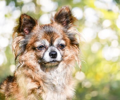 Étalon Chihuahua - Phreya Du Clan Vemundr
