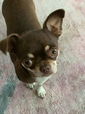 Étalon Chihuahua - Stella Du Parc Bordelais