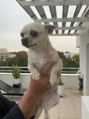 Étalon Chihuahua - Tiphaine Du Parc Bordelais