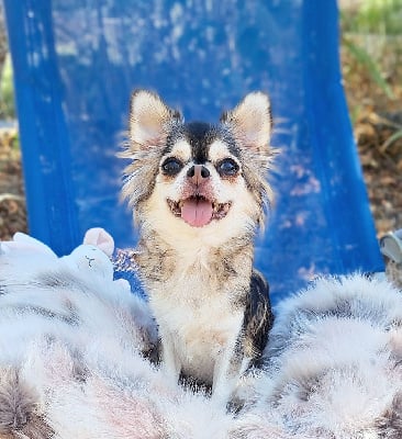 Étalon Chihuahua - Lou Crozia Uvea