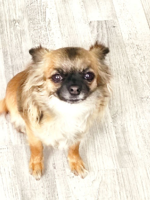 Étalon Chihuahua - Tessie du domaine d'orca