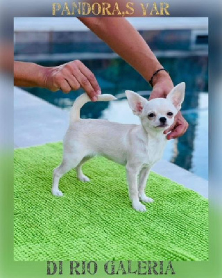 Étalon Chihuahua - Pandora's di rio Galeria
