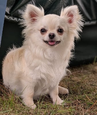 Étalon Chihuahua - Valou Du Domaine De Montbrieux