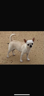 Étalon Chihuahua - CH. Soho Du Clos De Diania Turba