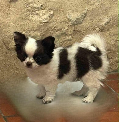 Étalon Chihuahua - Adonis De La Cité Des Conquistadores