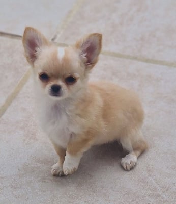 Étalon Chihuahua - Alie Du royaume des hauts champenois