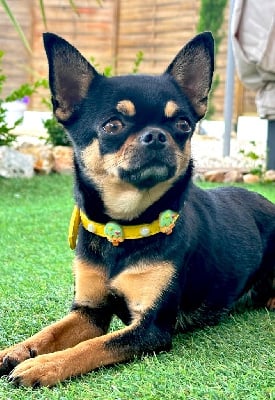 Étalon Chihuahua - U drive me crazy Des Perles Du Soleil