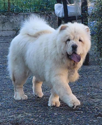 Étalon Chow Chow - Vaiyka domaine de l'étang de la rhode