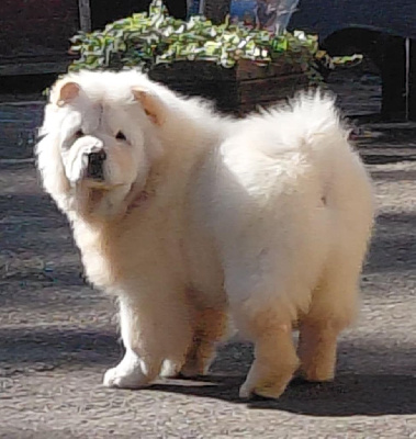 Étalon Chow Chow - Apache-astone (Sans Affixe)