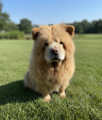 Étalon Chow Chow - Tess de Fu Xing