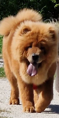 Étalon Chow Chow - Valdis des gardiens de la Hem