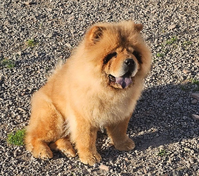 Toschi du domaine des Apollons