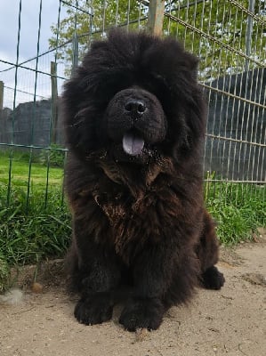 Étalon Chow Chow - Ultrablack bloom des préludes du chassignolan