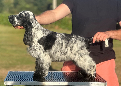 Étalon Cocker Spaniel Anglais - Angie of Never Say Goodbye