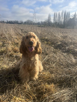 Étalon Cocker Spaniel Anglais - V prada (Sans Affixe)