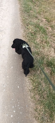 Étalon Cocker Spaniel Anglais - Viannay-venom (Sans Affixe)