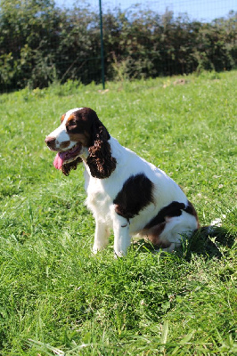 Étalon Cocker Spaniel Anglais - Toscane de l etang au miroir