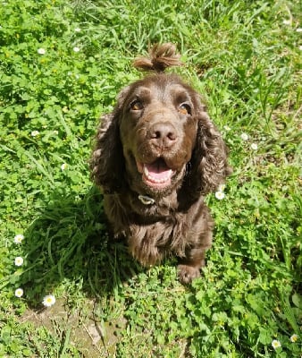 Étalon Cocker Spaniel Anglais - Paola De L'Arc De Sedo