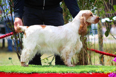 Étalon Cocker Spaniel Anglais - Viviane des Landes d'Araize
