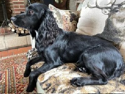 Étalon Cocker Spaniel Anglais - Kenaclacher eigheach