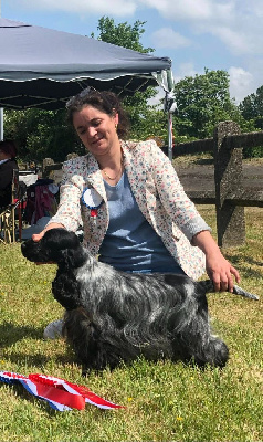 Étalon Cocker Spaniel Anglais - Tara de la terre d'Opale