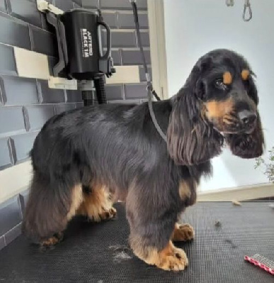 Étalon Cocker Spaniel Anglais - Viking Du Jardin Des Gones