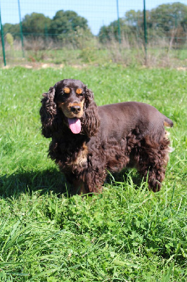 Étalon Cocker Spaniel Anglais - Orphee Du Domaine D'Anteros