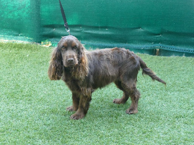 Étalon Cocker Spaniel Anglais - Vania Guardiani Della Amazzoni