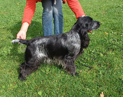 Étalon Cocker Spaniel Anglais - Vox du Tertre de la Pommeraie
