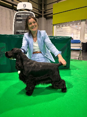 Étalon Cocker Spaniel Anglais - Umi queen de la terre d'Opale