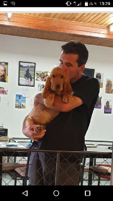 Étalon Cocker Spaniel Anglais - Avalanche du domaine de Std Gladyce