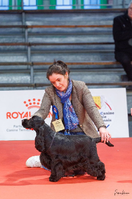 Étalon Cocker Spaniel Anglais - Valentino de la terre d'Opale