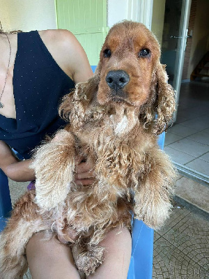 Étalon Cocker Spaniel Anglais - Obelyx De La Paume Doree O Jolicroc