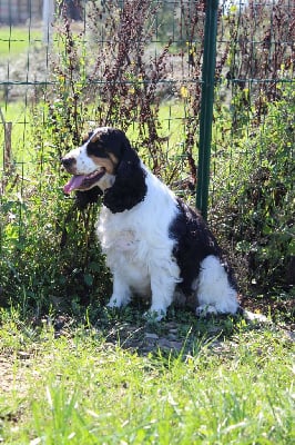 Étalon Cocker Spaniel Anglais - Tokyo de l etang au miroir