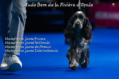 Étalon Cocker Spaniel Anglais - CH. Tudo bem de la rivière d'opale