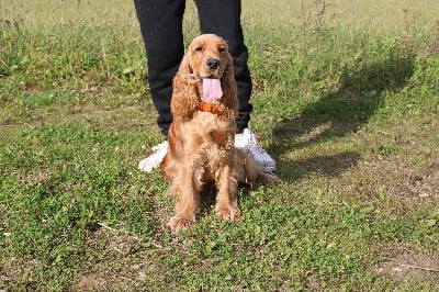 Étalon Cocker Spaniel Anglais - Utopie Du Royaume Des Quatre Pattes