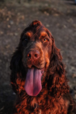Étalon Cocker Spaniel Anglais - Sidonie des Pitchoucas de Lacapelette