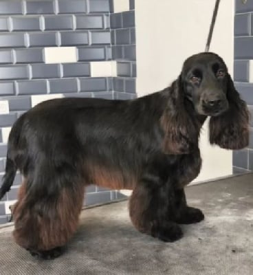 Étalon Cocker Spaniel Anglais - Venus Du Jardin Des Gones