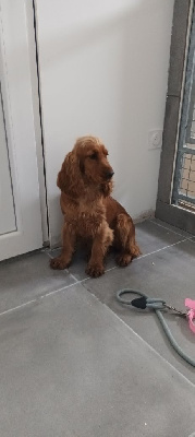 Étalon Cocker Spaniel Anglais - Vcacharel (Sans Affixe)