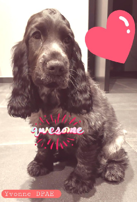 Étalon Cocker Spaniel Anglais - Yvonne Du Pré Aux Etocs