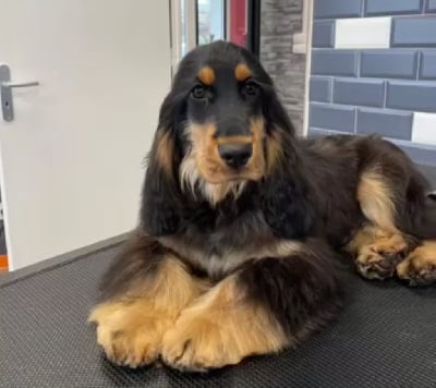 Étalon Cocker Spaniel Anglais - Vivaldi la victoire Du Jardin Des Gones