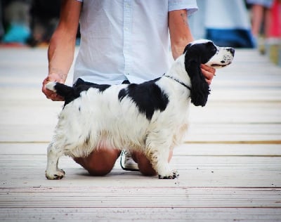 Étalon Cocker Spaniel Anglais - V'la odette des Landes d'Araize