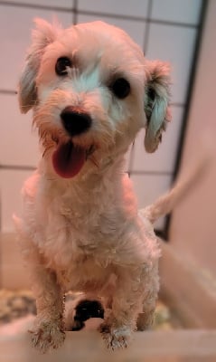 Étalon Coton de Tulear - Tartine Des marais de courmont